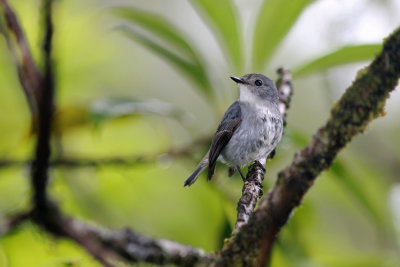 Little Pied Flycatcher (Ficedula westermanni)