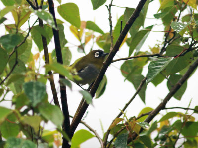 Black-capped White-eye (Zosterops atricapilla)