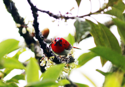 Temmincks Sunbird (Aethopyga temminckii)