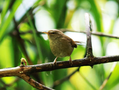 Sunda Bush Warbler (Horornis vulcanius)