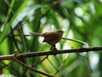 Sunda Bush Warbler (Horornis vulcanius)