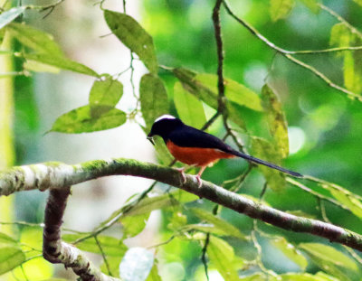 White-crowned Shama (Copsychus stricklandii) 