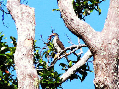 Crested Hawk Eagle (Lophospiza trivirgata)