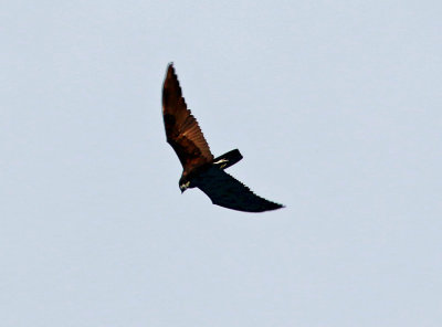 Bat Hawk (Macheiramphus alcinus)