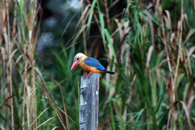 Stork-billed Kingfisher (Pelargopsis capensis), 