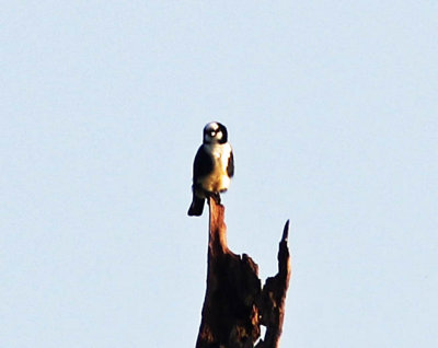 White-fronted Falconet (Microhierax latifrons)