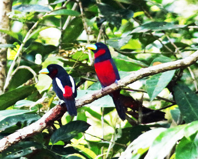 Black-and-red Broadbill (Cymbirhynchus macrorhynchos)