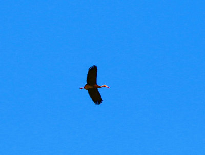 Storms Stork (Ciconia stormi)