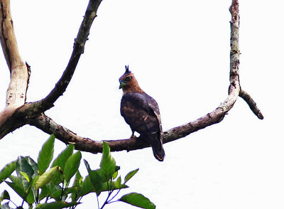 Jerdons Baza (Aviceda jerdoni)