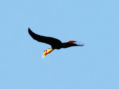 Wrinkled Hornbill (Rhabdotorrhinus corrugatus)