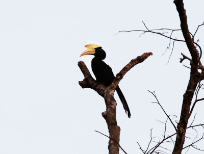 Black Hornbill (Anthracoceros malayanus)