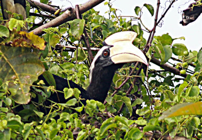 Black Hornbill (Anthracoceros malayanus)