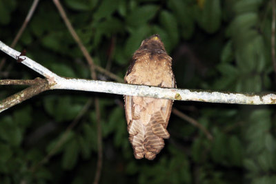 Large Frogmouth (Batrachostomus auritus)