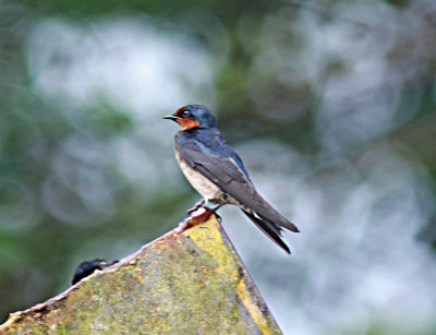 Paccific Swallow (Hirundo tahitica)