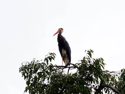 Storms Stork (Ciconia stormi)