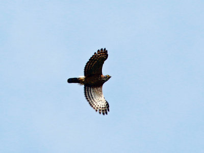 Wallaces Hawk Eagle (Nisaetus nanus)