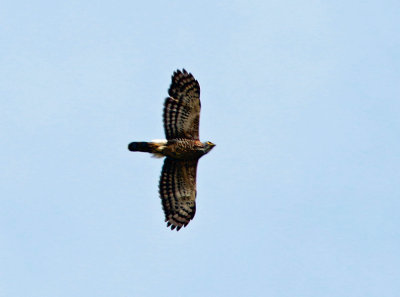 Wallaces Hawk Eagle (Nisaetus nanus)