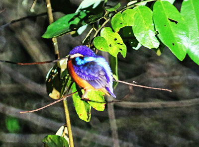 Blue-eared Kingfisher  (Alcedo meninting)