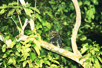 Brown Wood Owl (Strix leptogrammica) 