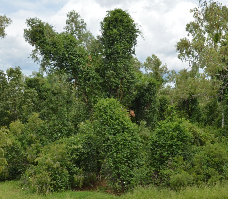 Rubbervine (Cryptostegia grandiflora)