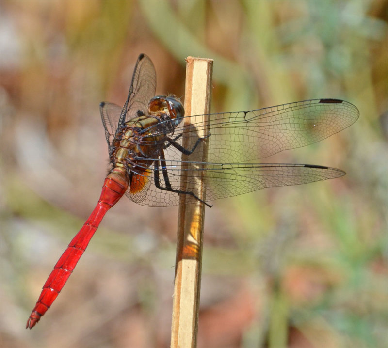 Fiery Skimmer