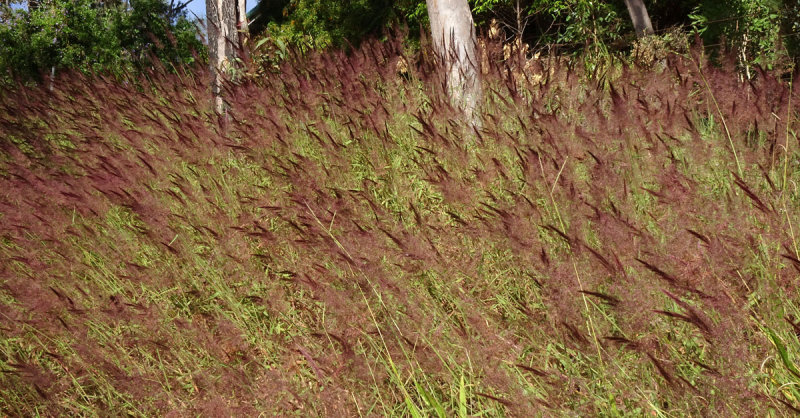 Molasses Grass (Melinis minutiflora)