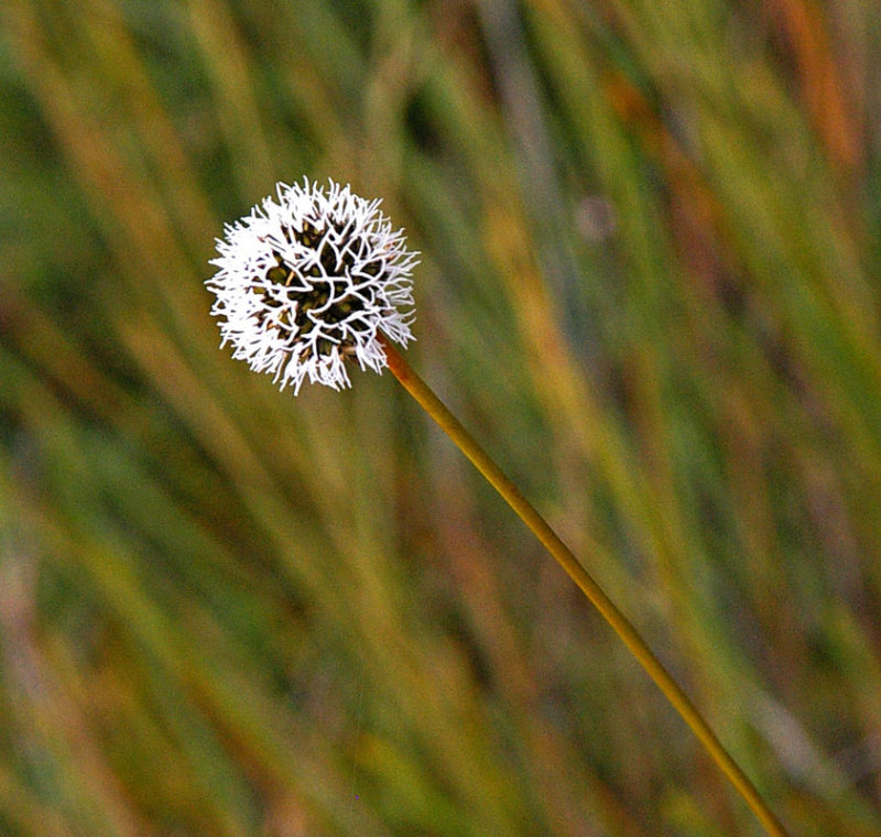 Buttongrass (Gymnoschoenus sphaerocephalus)