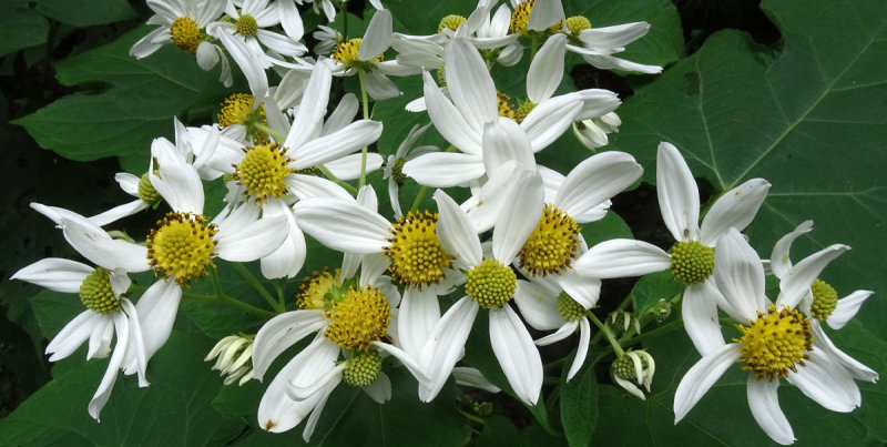 Anzac Flower (Montanoa hibiscifolia)