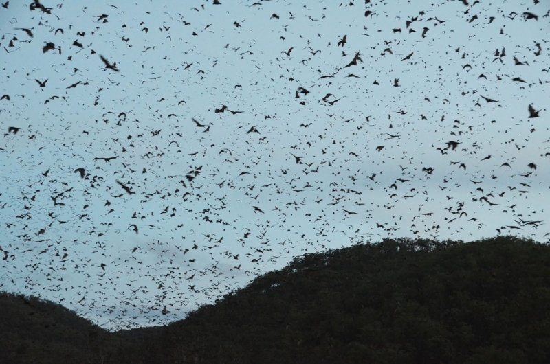 Little Red Flying-foxes