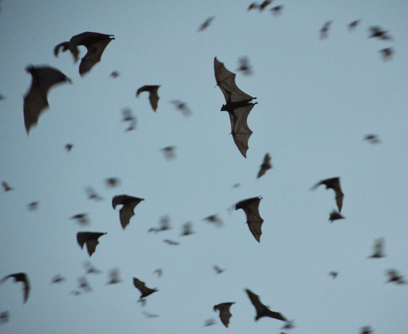 Little Red Flying-foxes