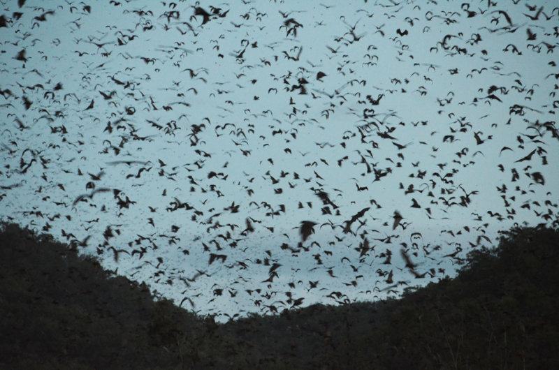 Little Red Flying-foxes