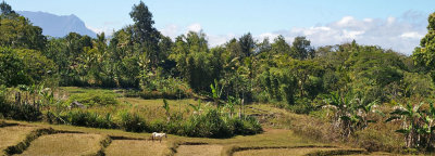 montane rice paddy landscape