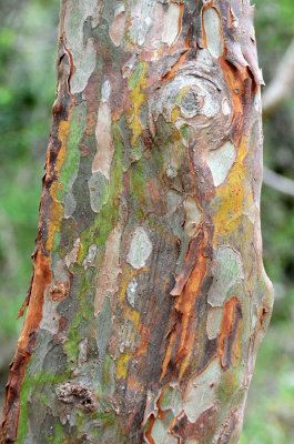 Python Tree (Gossia bidwillii)