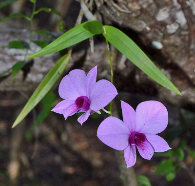 Cooktown Orchid (Dendrobium bigibbum)