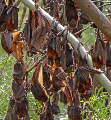 Little Red Flying-foxes