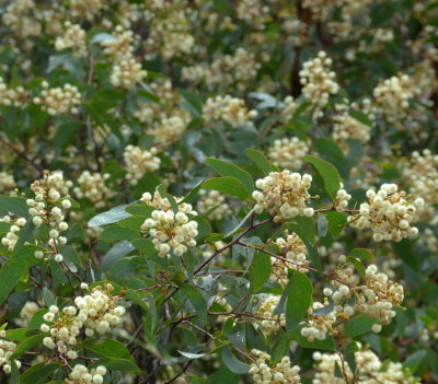 Irvinebank Wattle (Acacia leptoloba)