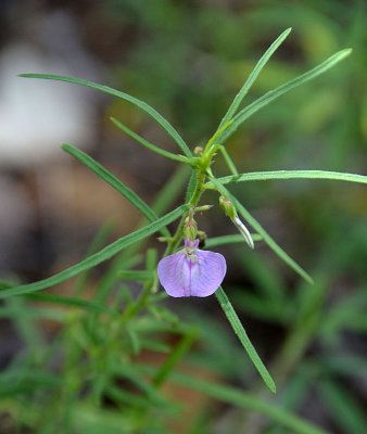 Lilac Spade-flower (Hybanthus enneaspermus)