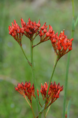 Scarlet Bloodroot (Haemodorum coccineum)