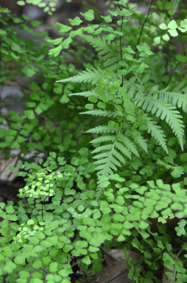 fernery
