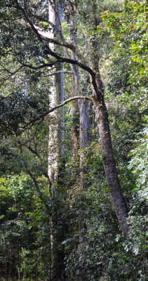 rainforest edge