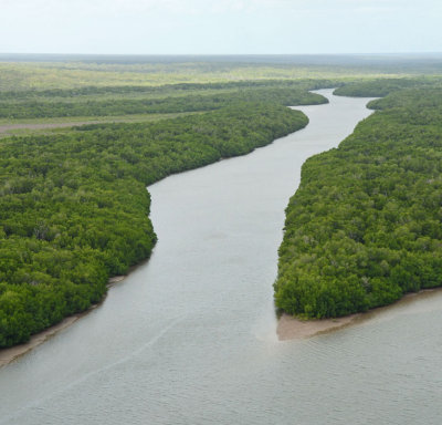 mangrove channel