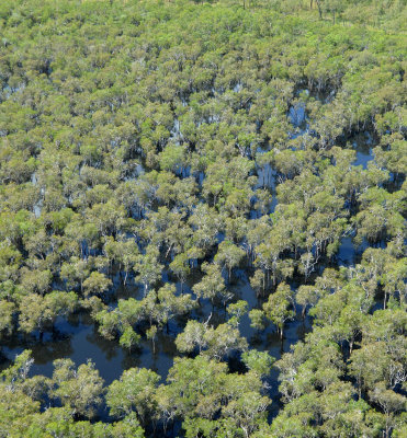 paperbark swamp forest
