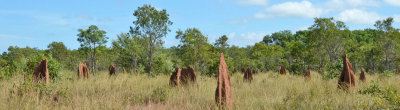 termite mounds