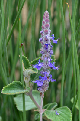 Plectranthus sp