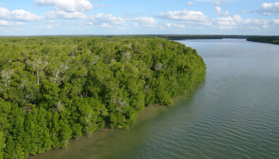mangroves & channel