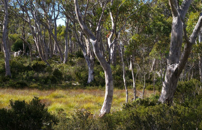 Snow Gum woodland