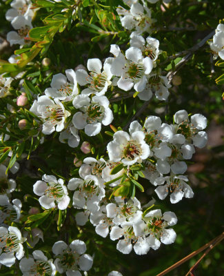 Tantoon (Leptospermum polygalifolium subsp tropicum)