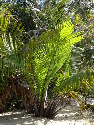 Mangrove Palm (Nypa fruticans)