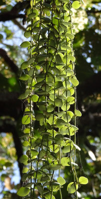 Button Orchid (Dischidia nummularia)