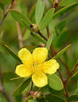 Yellow Tea-tree (Neofabricia myrtifolia)